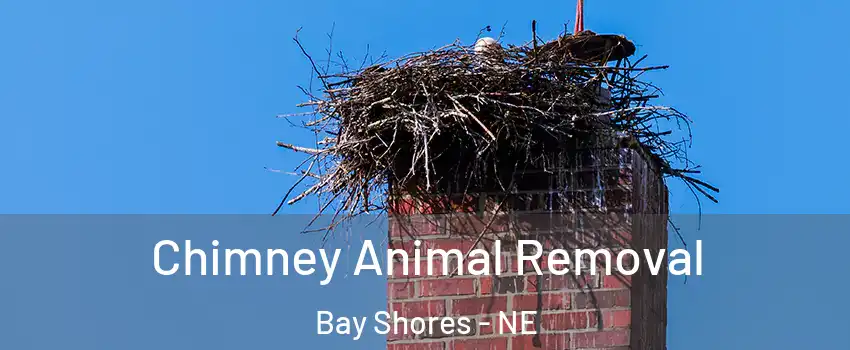 Chimney Animal Removal Bay Shores - NE