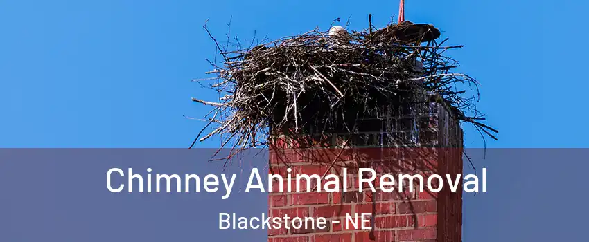 Chimney Animal Removal Blackstone - NE