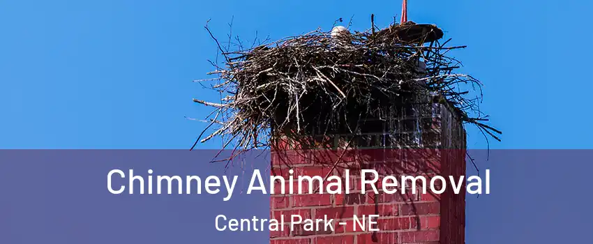 Chimney Animal Removal Central Park - NE