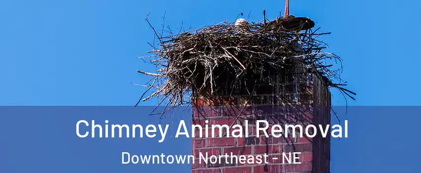 Chimney Animal Removal Downtown Northeast - NE