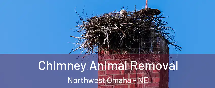 Chimney Animal Removal Northwest Omaha - NE