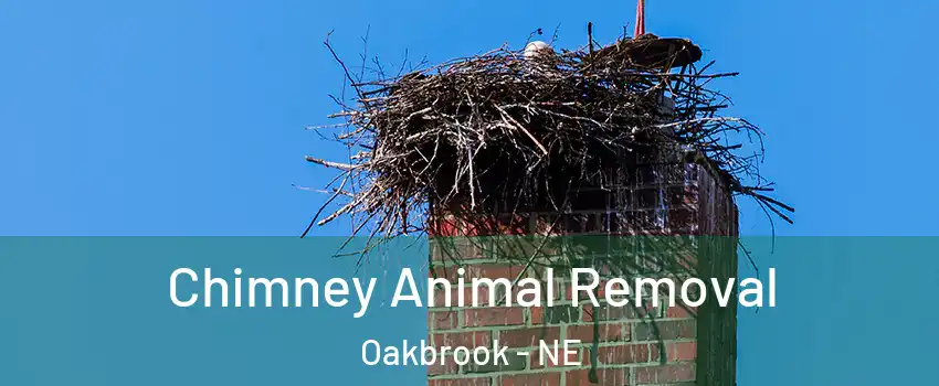 Chimney Animal Removal Oakbrook - NE