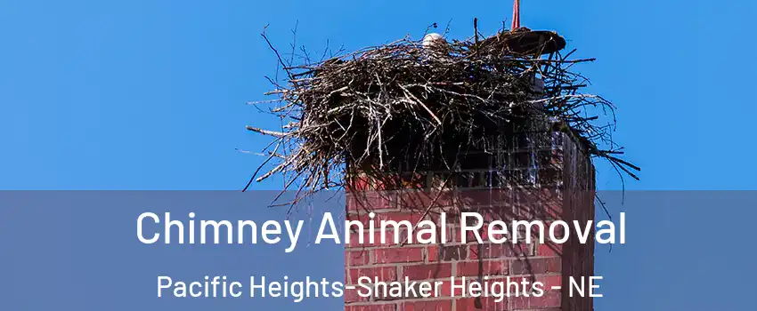 Chimney Animal Removal Pacific Heights-Shaker Heights - NE