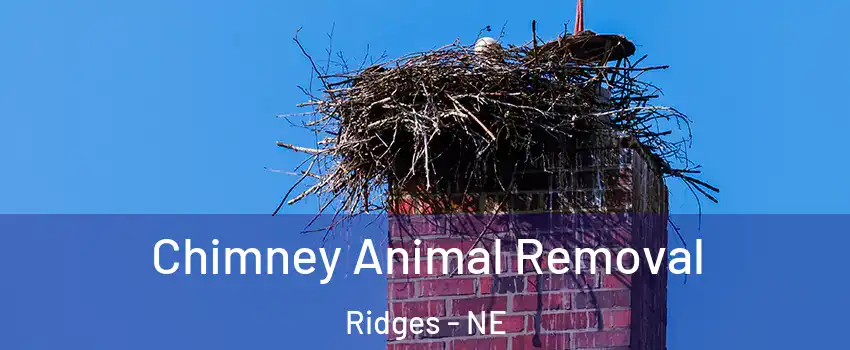 Chimney Animal Removal Ridges - NE