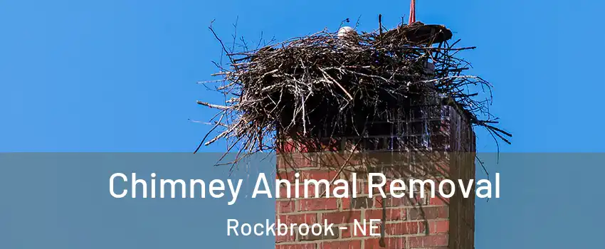 Chimney Animal Removal Rockbrook - NE