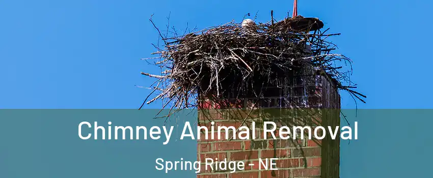 Chimney Animal Removal Spring Ridge - NE