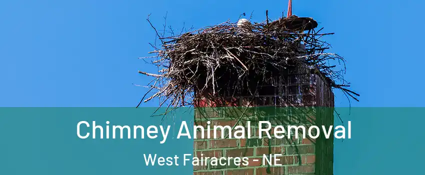 Chimney Animal Removal West Fairacres - NE