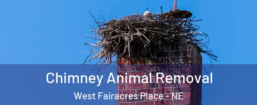 Chimney Animal Removal West Fairacres Place - NE