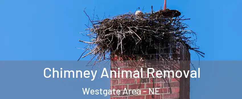 Chimney Animal Removal Westgate Area - NE